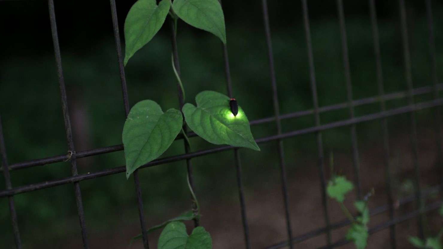 野川に生息する蛍