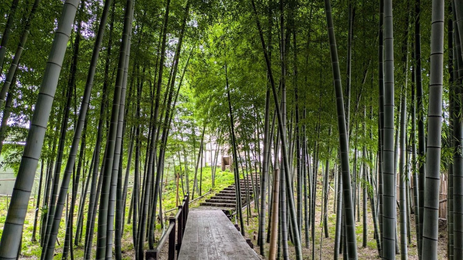 美しい竹林が広がる公園