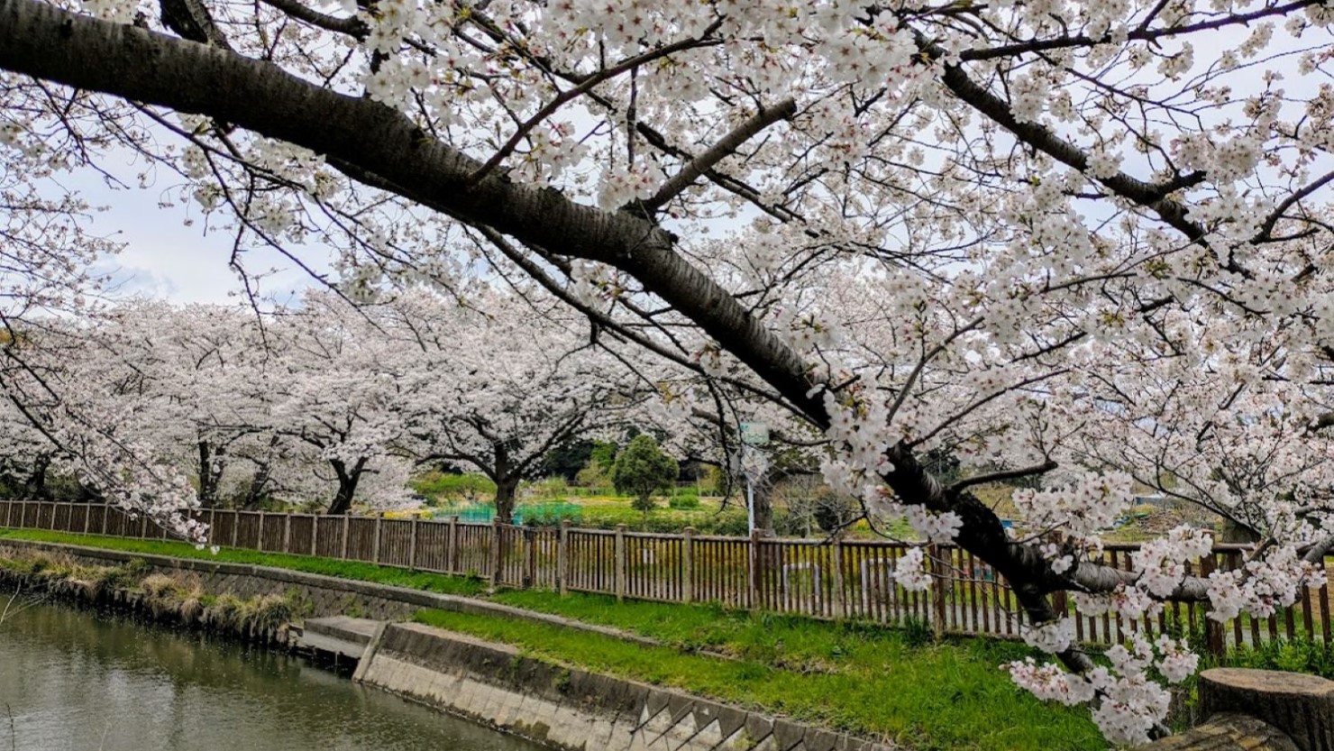 見沼代用水沿いの桜並木