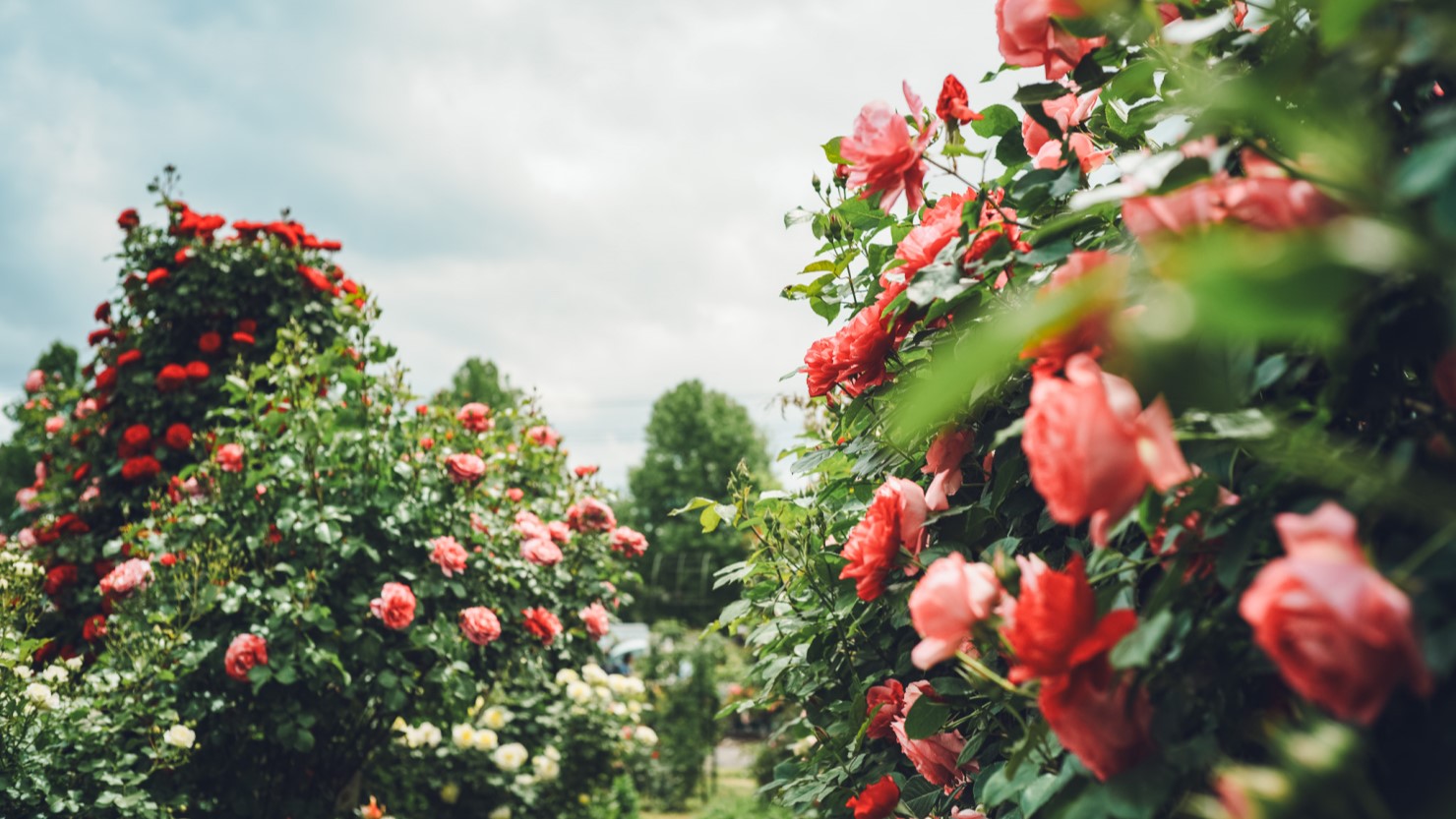 京成バラ園では、満開に咲き誇る薔薇が楽しめる