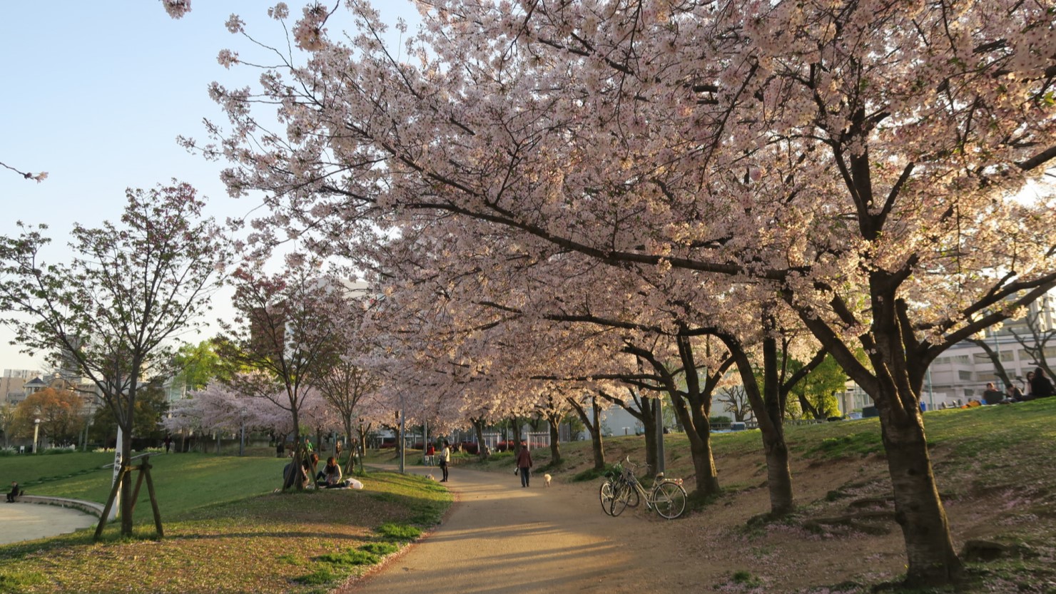 扇町公園は春はお花見スポットしても人気
