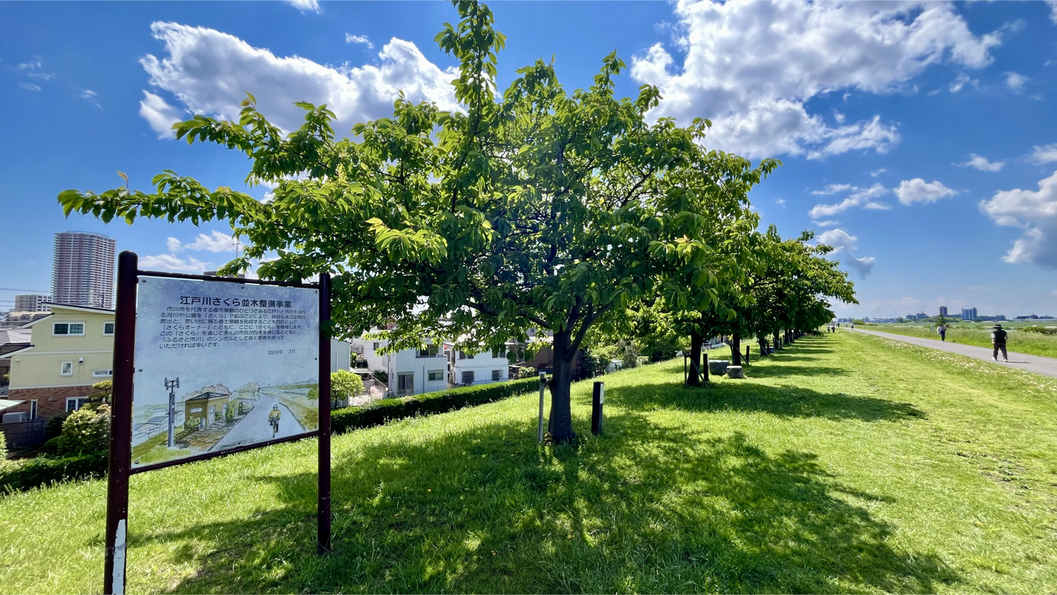 江戸川河川敷・河津桜並木（2025年5月撮影）