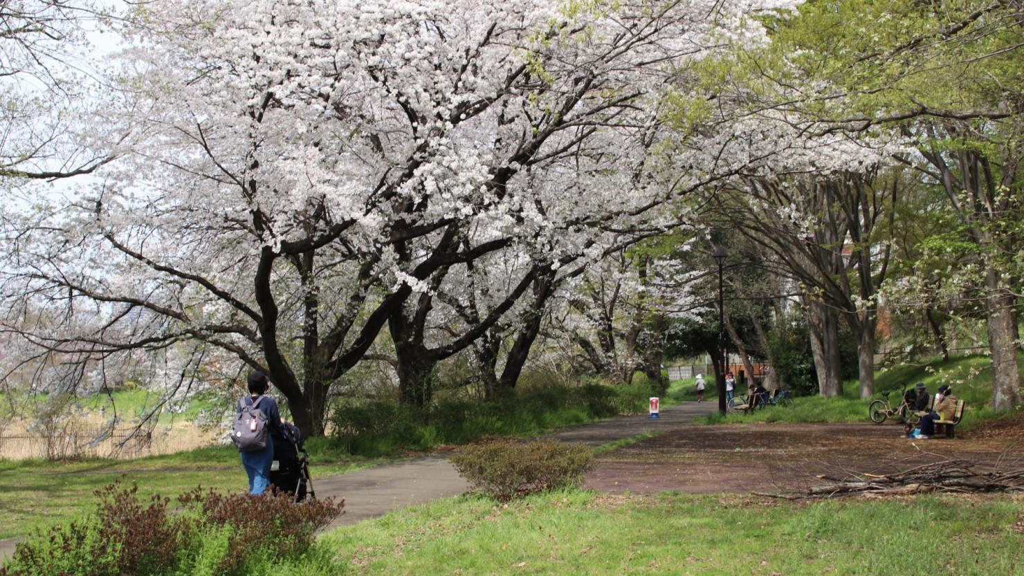武蔵野公園にて、桜を見ながら娘とベビーカーで散歩。