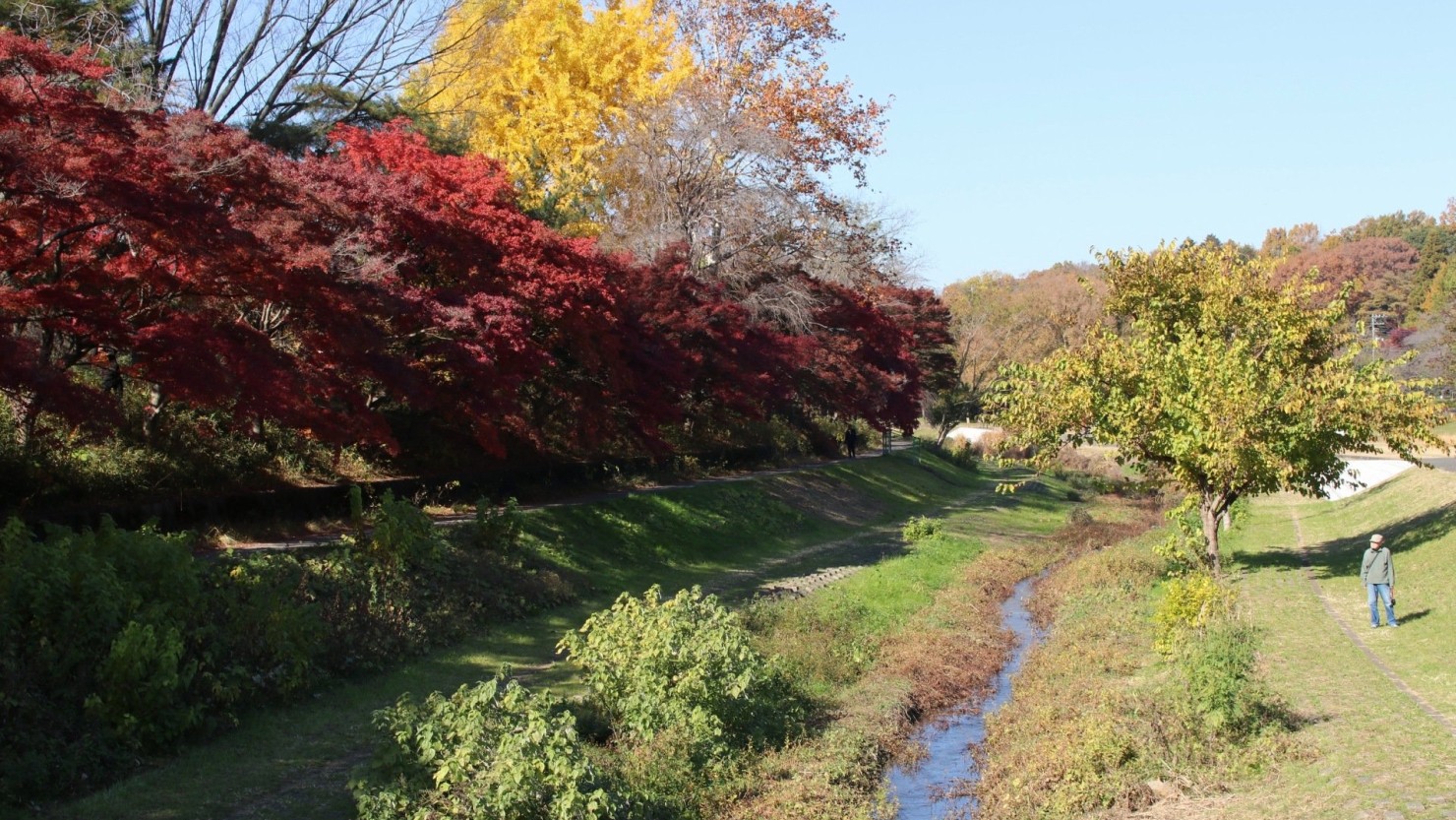 紅葉が見事な、秋の野川。毎年の楽しみです。