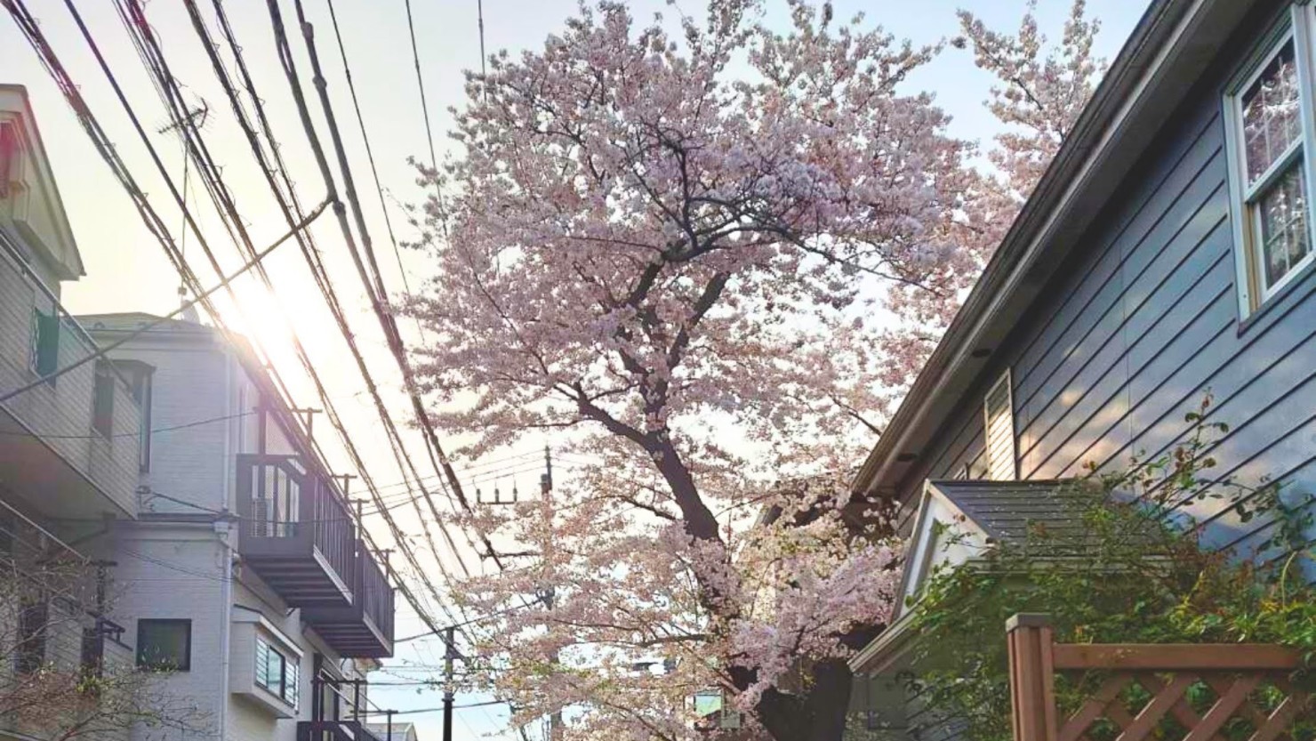 公園から見える大きな桜の木