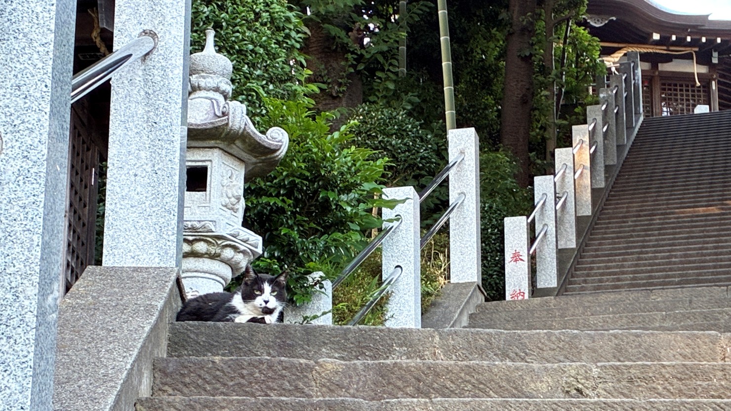 石段の途中で遭遇した野良猫