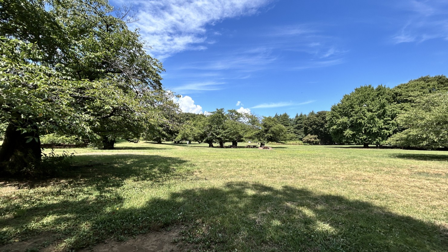 広い芝生エリアが広がる光が丘公園