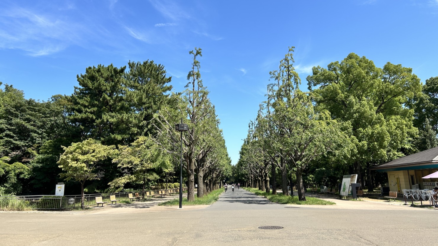 光が丘公園入口のイチョウ並木