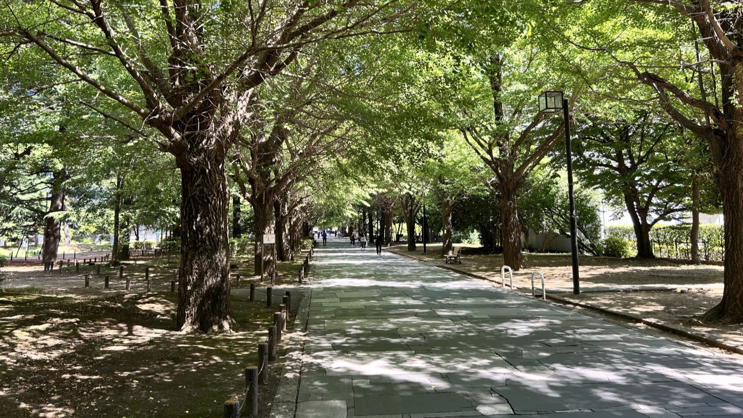夏の雲公園から光が丘駅まで続く並木道