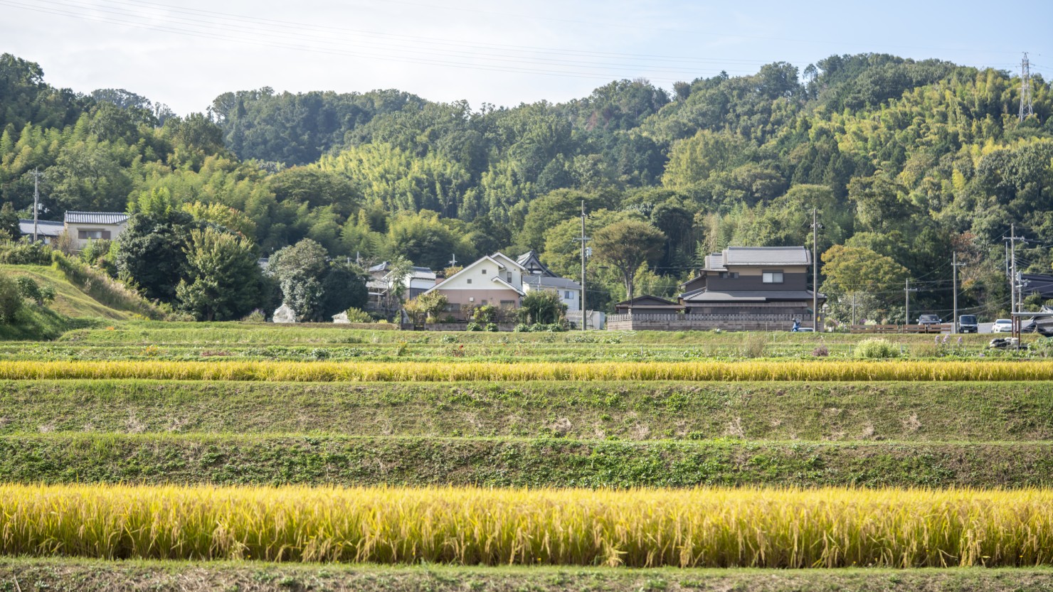 枚方・穂谷の田園風景