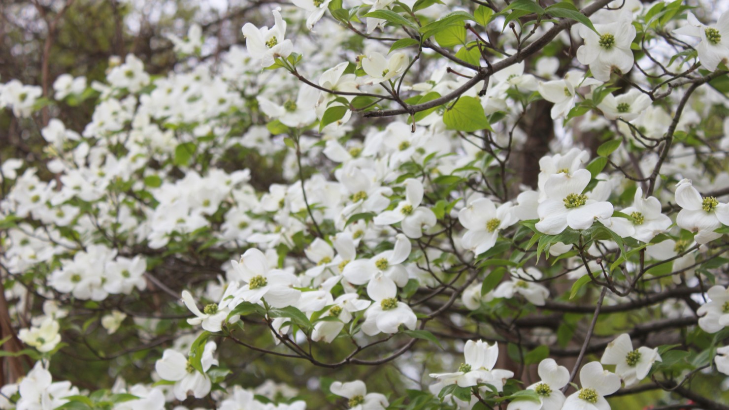 満開のハナミズキ