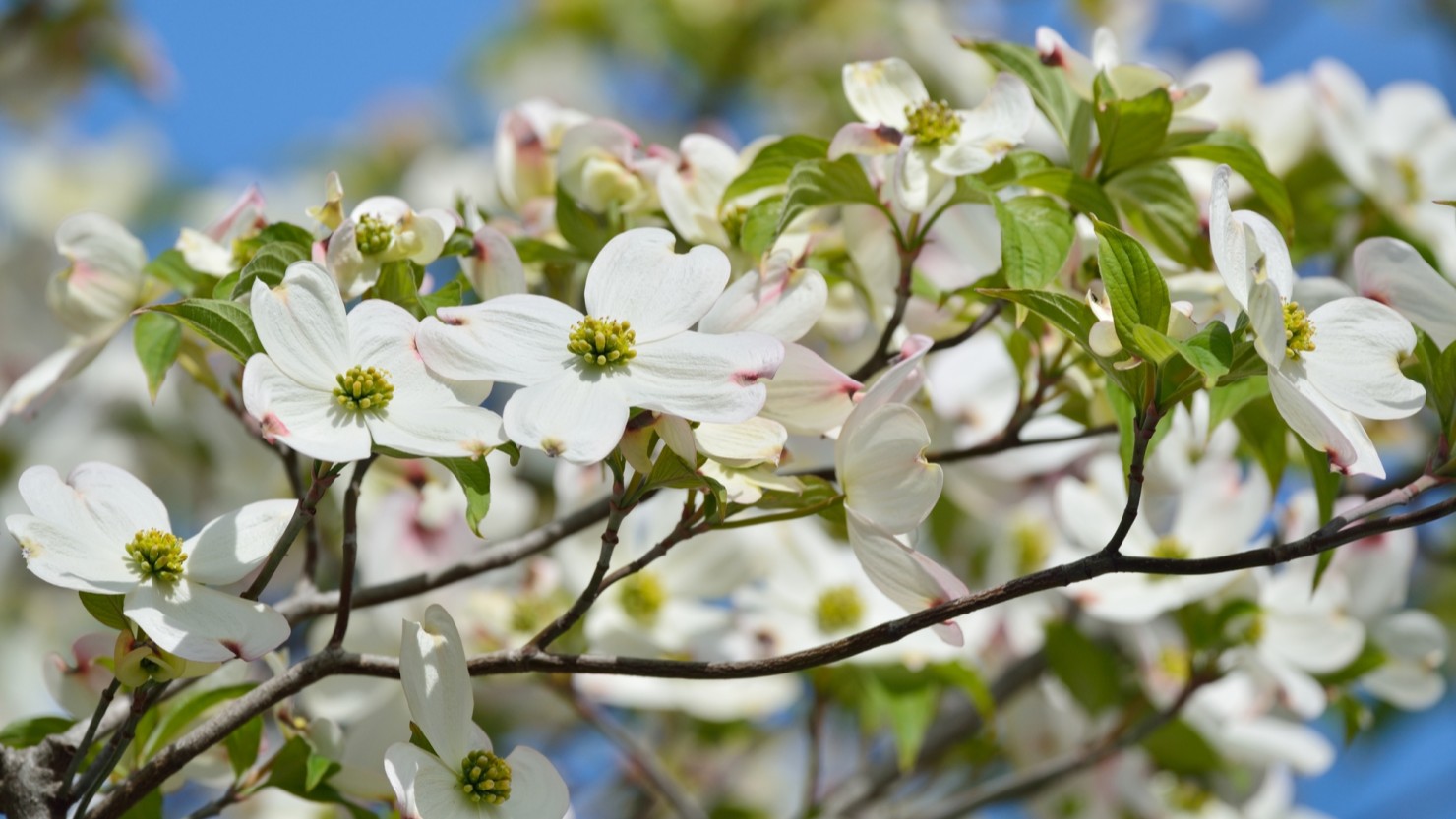 春、満開に咲き誇るハナミズキ。