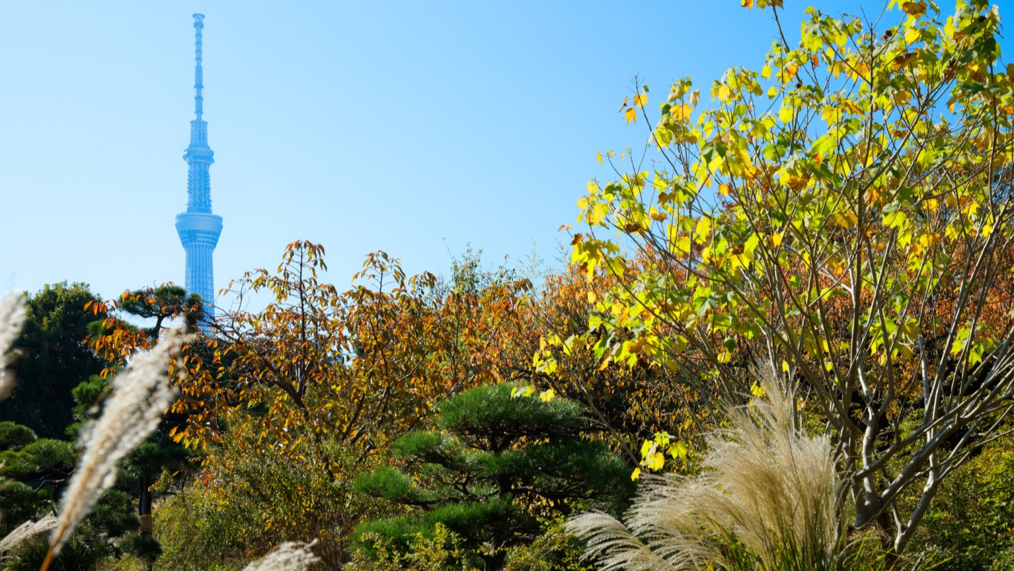 ススキと紅葉に囲まれる秋の向島百花園