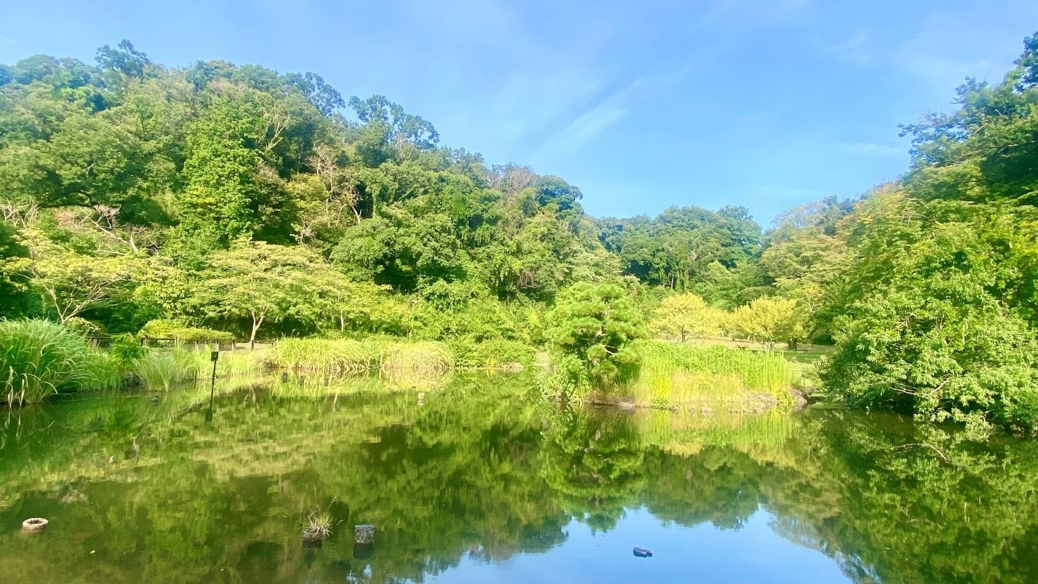 久良岐公園大池