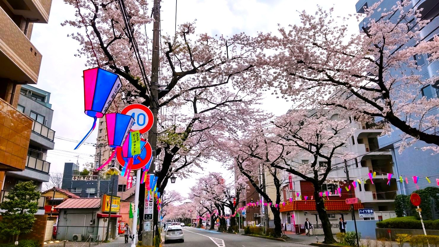 東村山駅東口側の春の「さくら通り」　© 西城博人