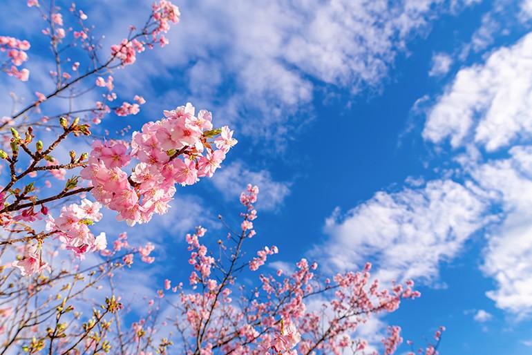 春の新商品キャンペーンで「写真」が最重要な理由