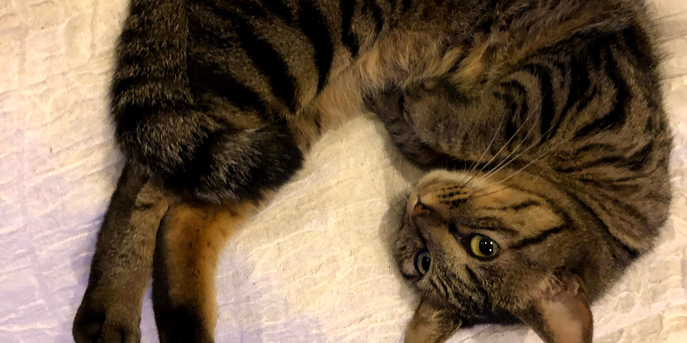 癒やしの空間 恵比寿本店