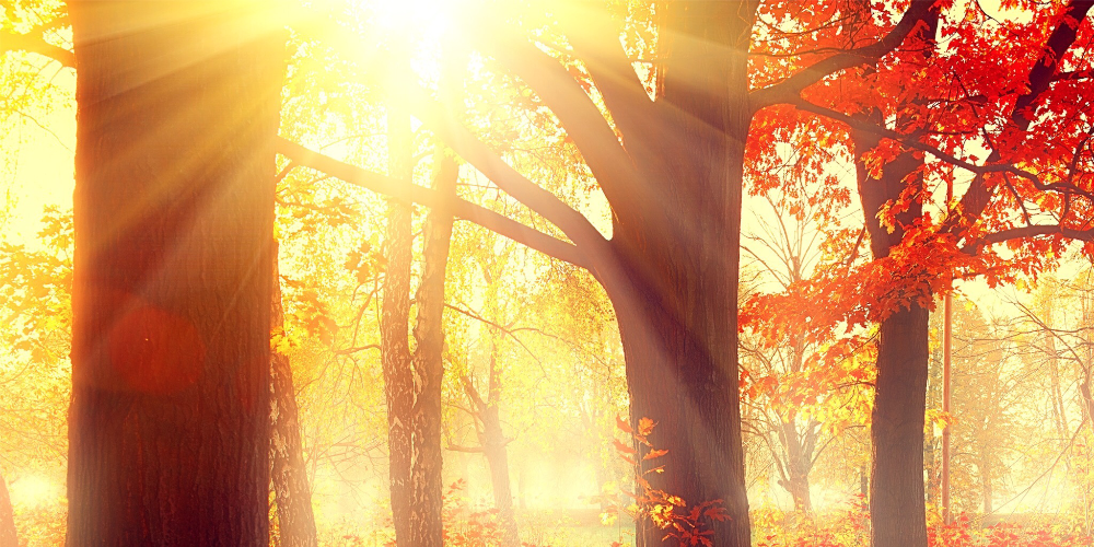 癒やしの空間 恵比寿本店