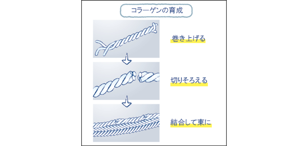 美容 成分 コラジェネシス エリクシール リフトモイスト エマルジョン ba   エリクシール リフトモイスト ローション ba　2