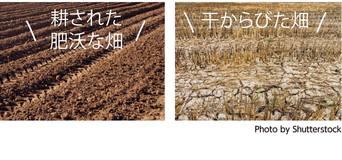 Photo by Shutterstock