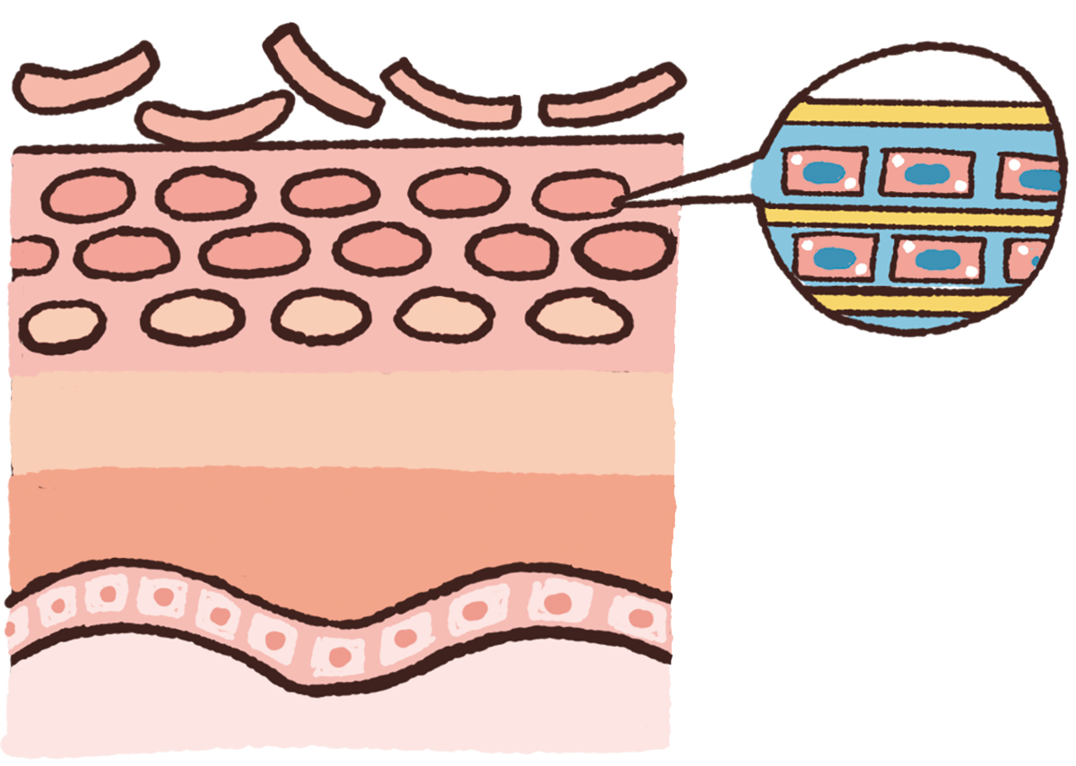 【最新】毛穴、角質ケアの最前線 PhotoGallery_1_1