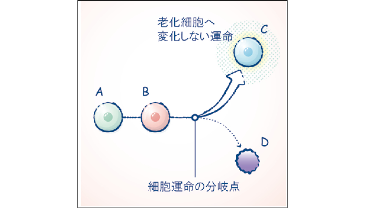 マキア　スキンケア　おすすめ　2025　DECORTÉ コスメデコルテ ユース パワー エッセンス ローション　細胞運命