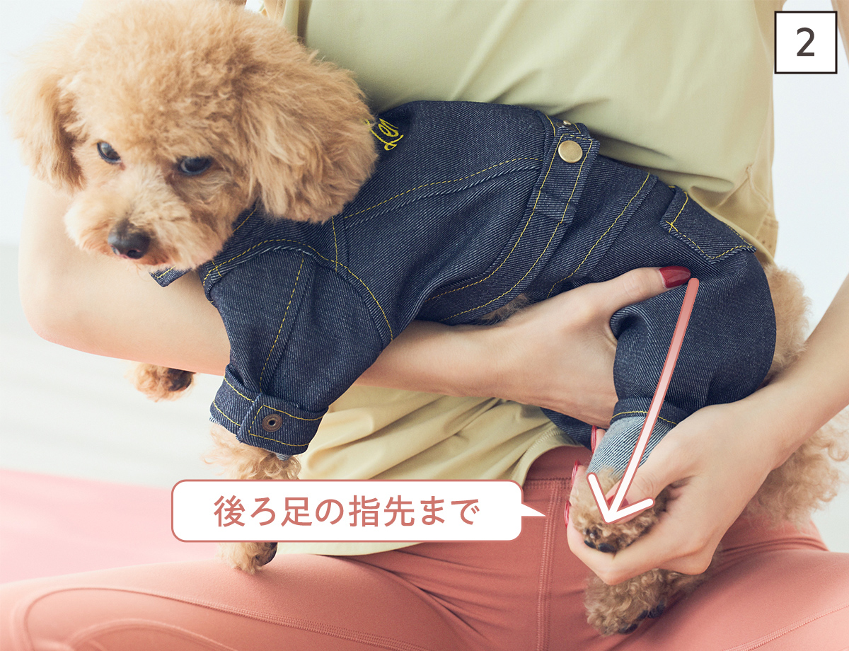 ドッグマッサージ　大きな筋肉をほぐす後ろ足マッサージ②