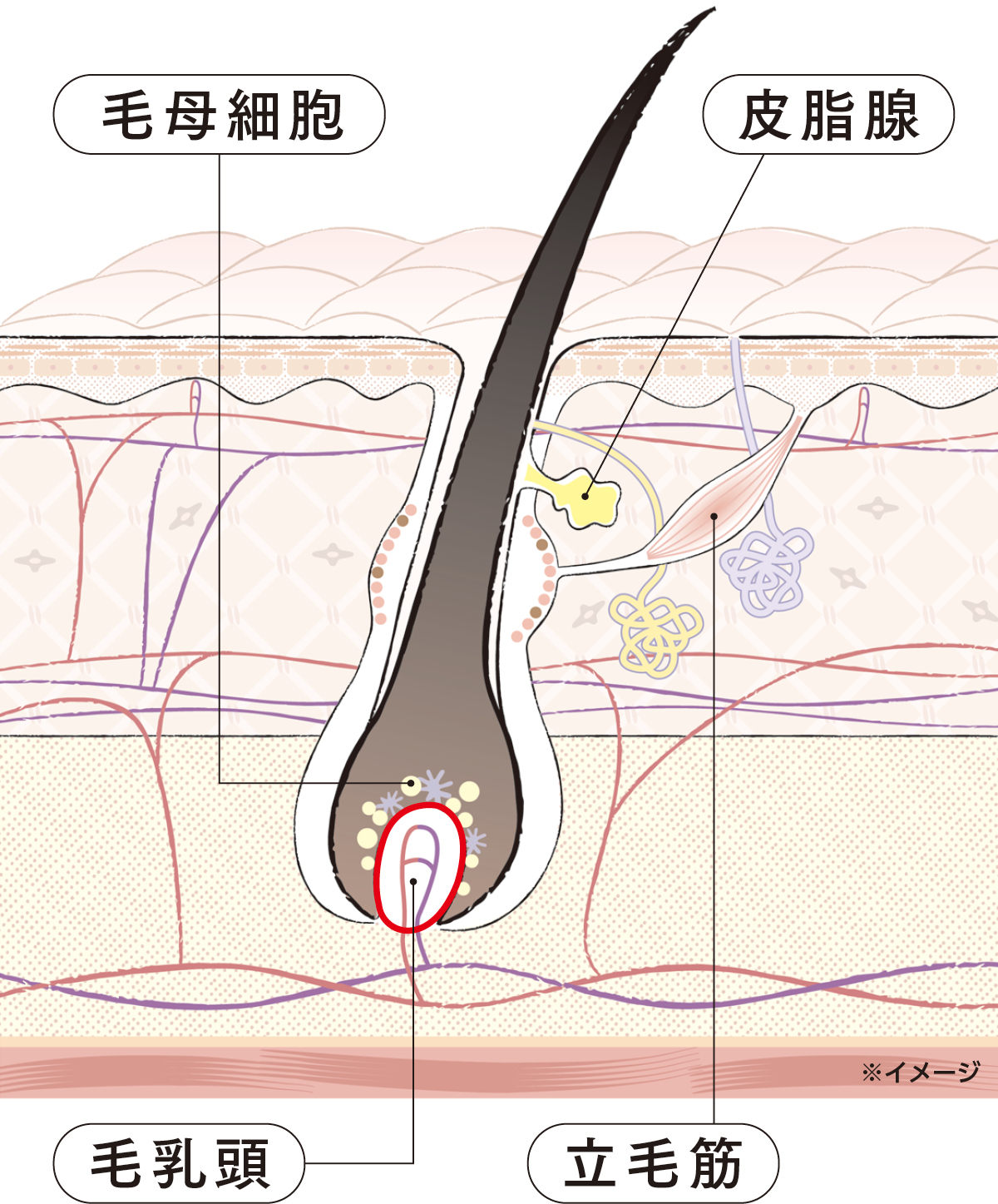 毛母細胞　皮脂腺　毛乳頭　立毛筋　※イメージ