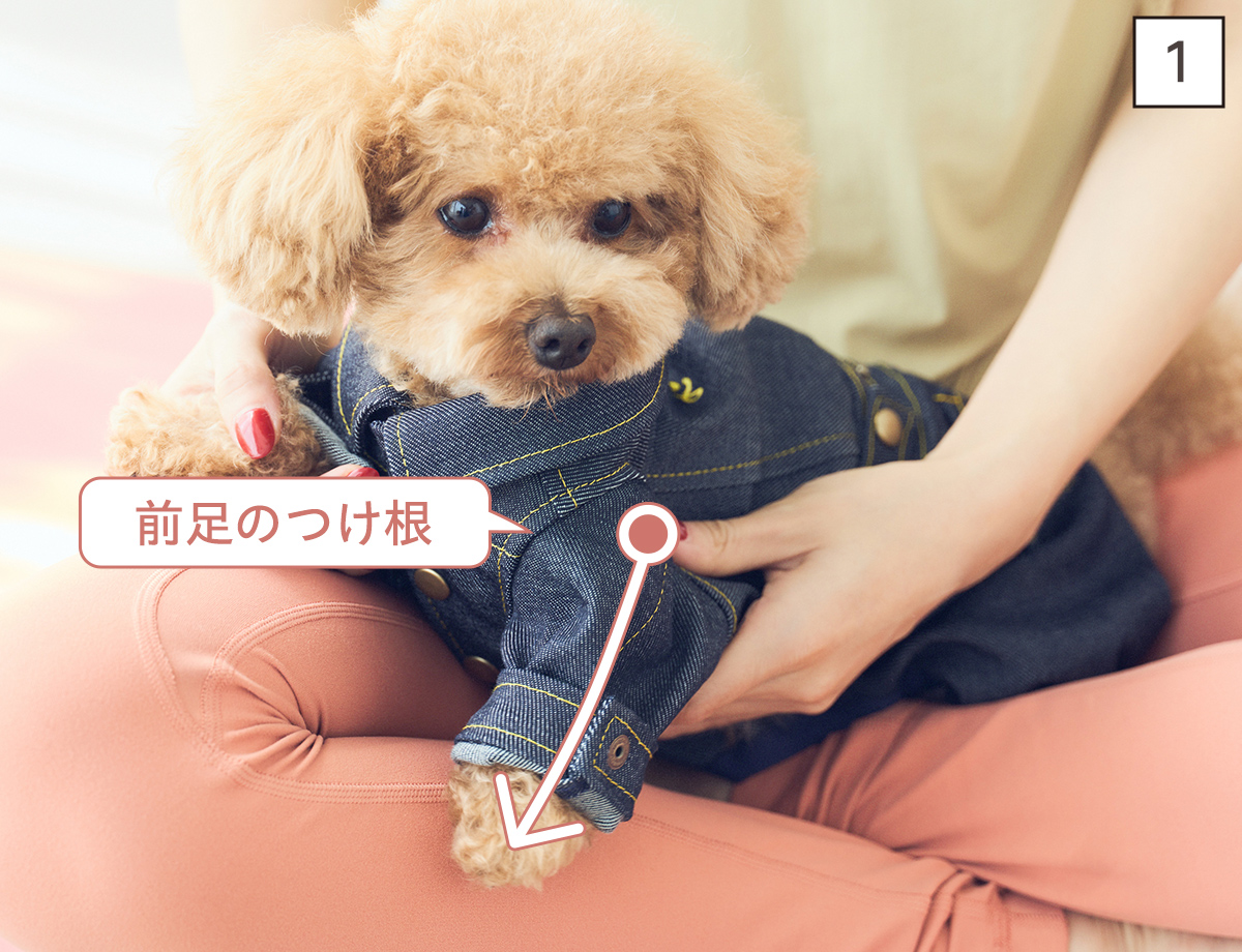 ドッグマッサージ　筋肉を緩める前足マッサージ①