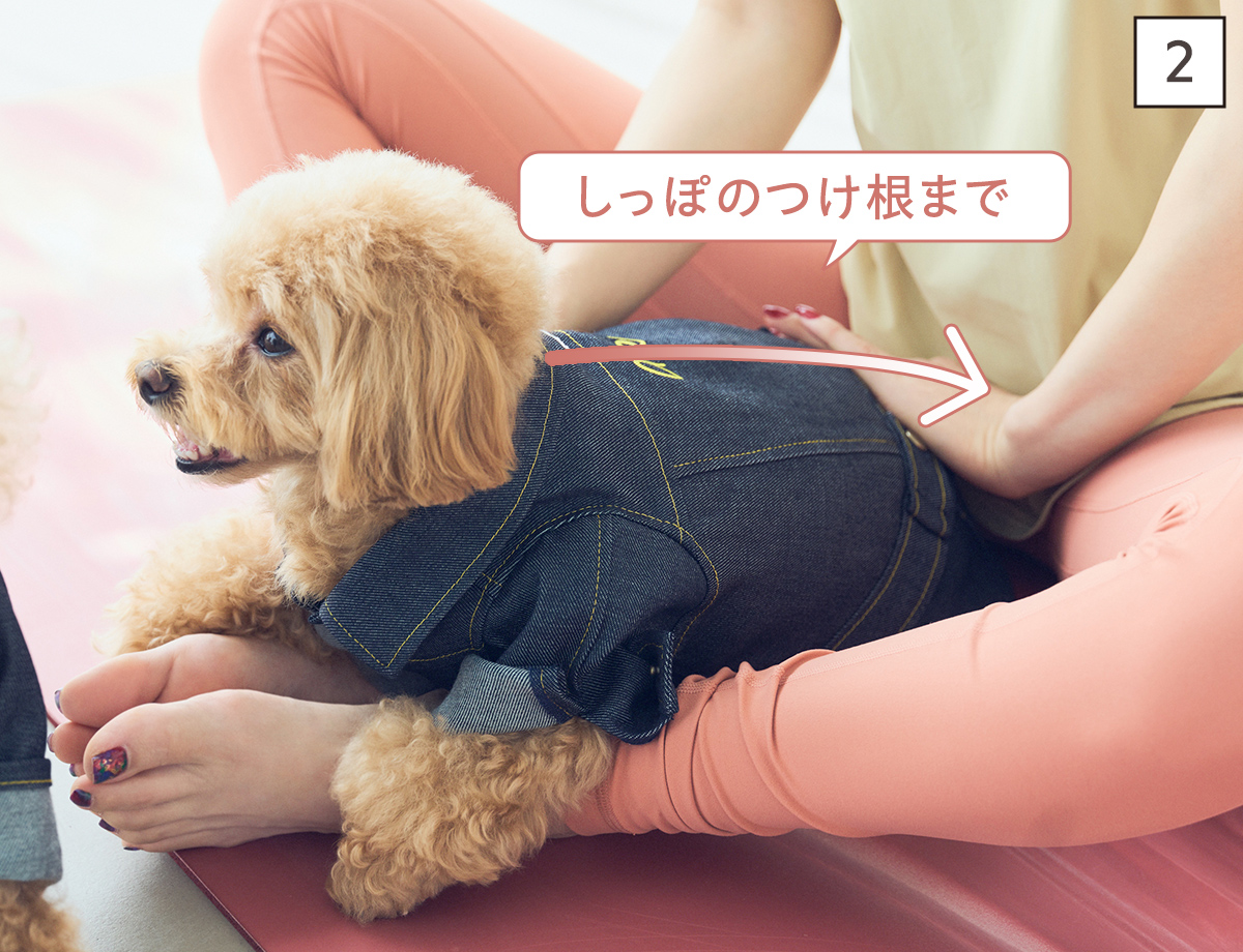 ドッグマッサージ　体温と呼吸を感じる背中さすり①