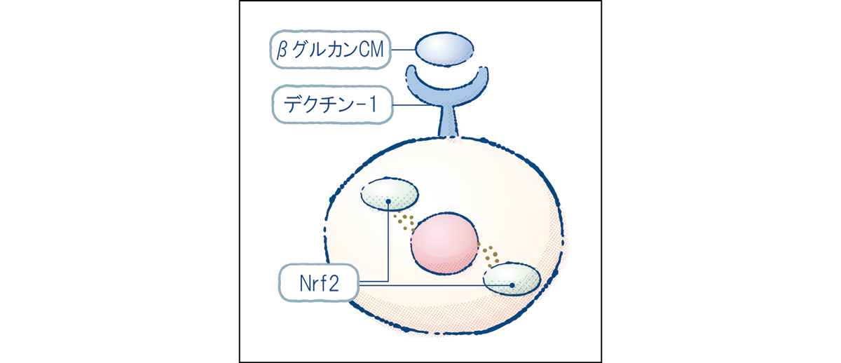 秋 新作 スキンケア LANCÔME ランコム ジェニフィック アルティメ エッセンス ローション βグルカンCM 2