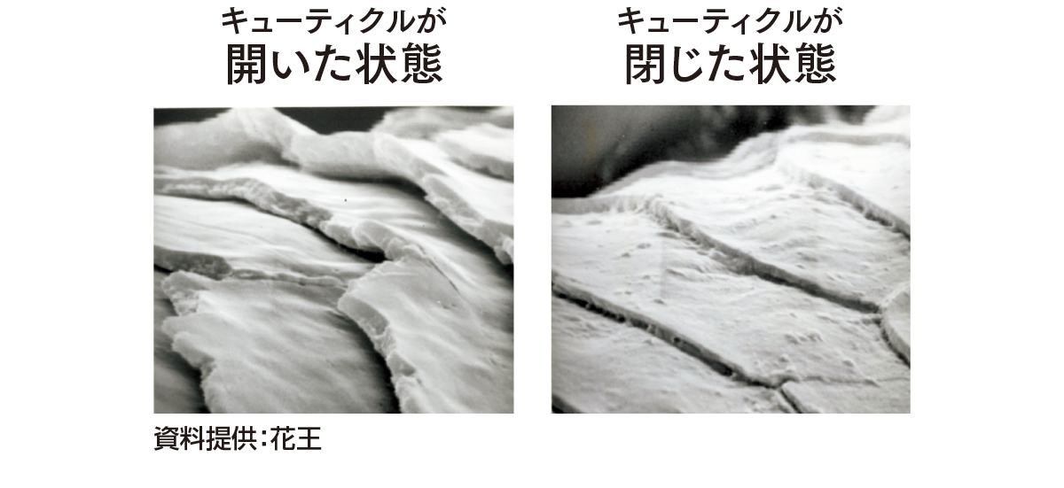 キューティクルが開いた状態　キューティクルが閉じた状態　資料提供：花王
