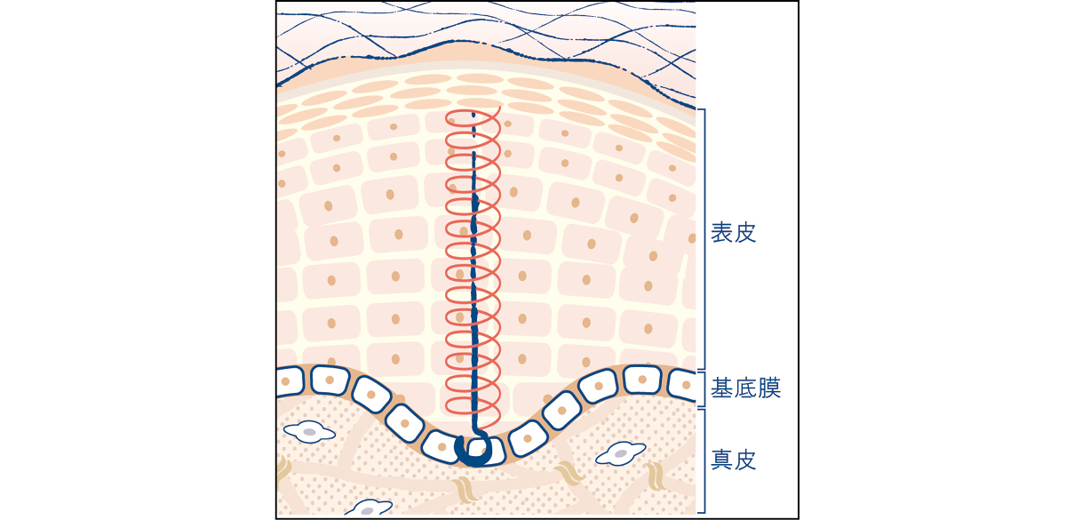 マキア　エイジングケア　おすすめ　SK-II　スキンパワー リニュー クリーム フックプロテイン
