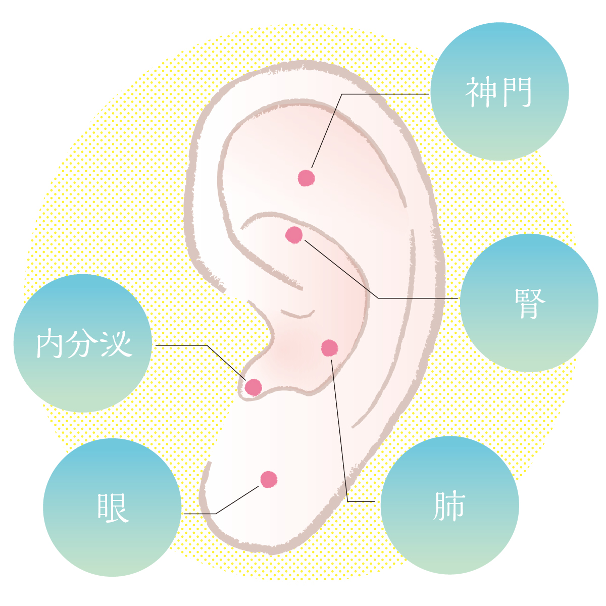 美プロがハマる「耳ツボ美容」を深掘り。耳に刺激を与えることで全身運動級の効果が！