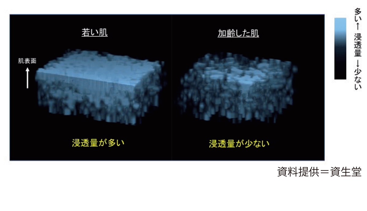 【事実！】角層は年齢を重ねるとともに分厚くなる-1