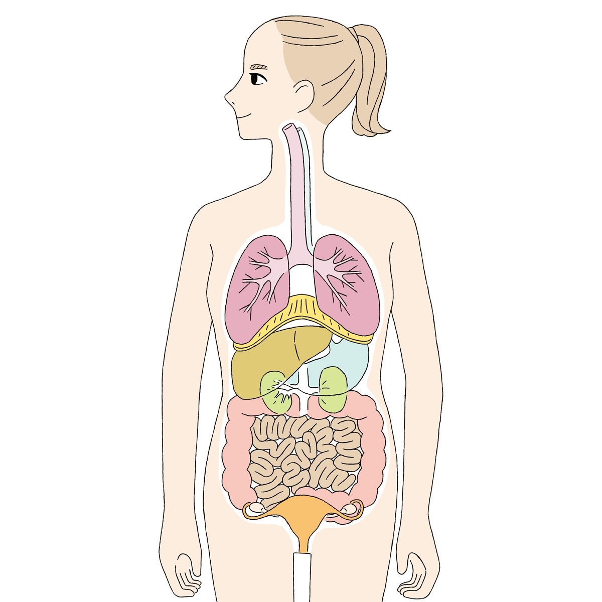 内臓美容で健やか美をget 美容に関係のある臓器をピックアップ Happy Plus One ハピプラワン