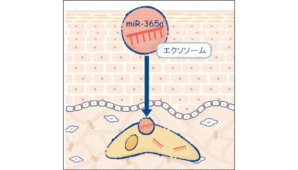 マキア　スキンケア　おすすめ　2025　ファンケル アドバンスト ビューティ コンセントレート　ミルクエクソソーム