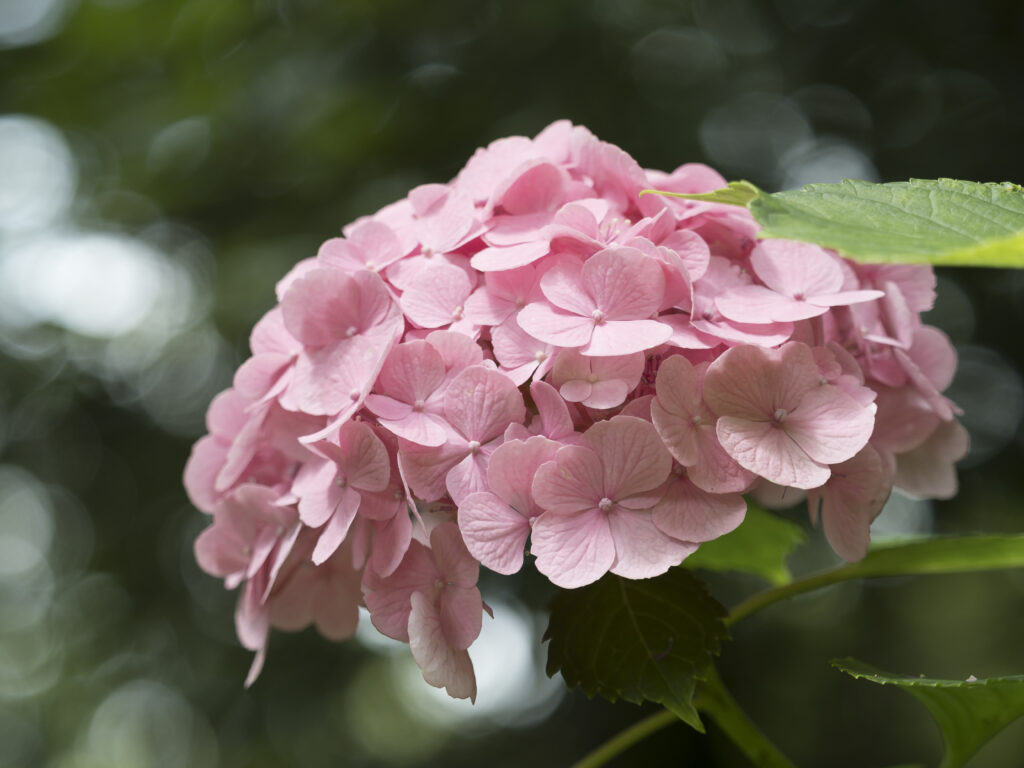 万博記念公園 あじさいの森 45 Photo Library Osaka