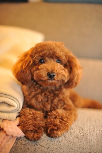 ペットがくつろいでいる様子