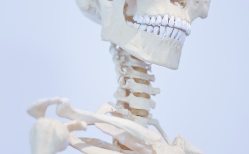 むちうちの場所となる頸椎の骨格標本