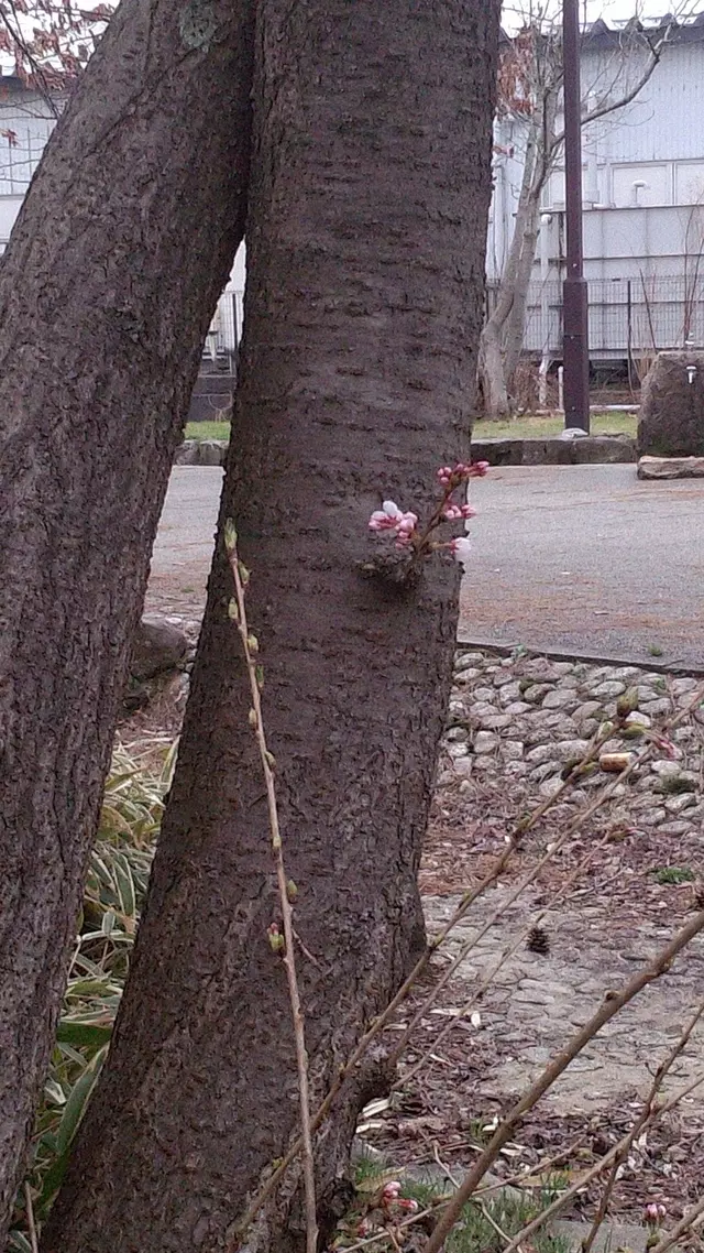 宮下鍼灸接骨院