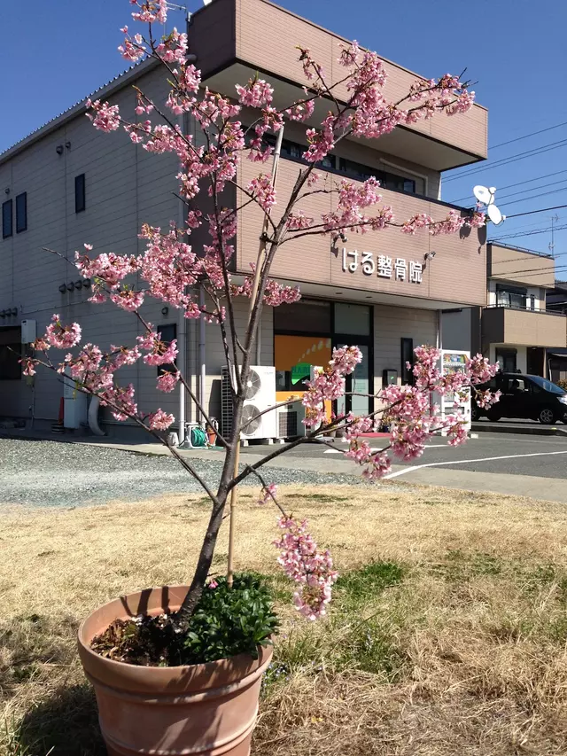 はる整骨院