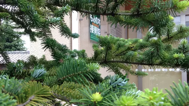 もみの木接骨院