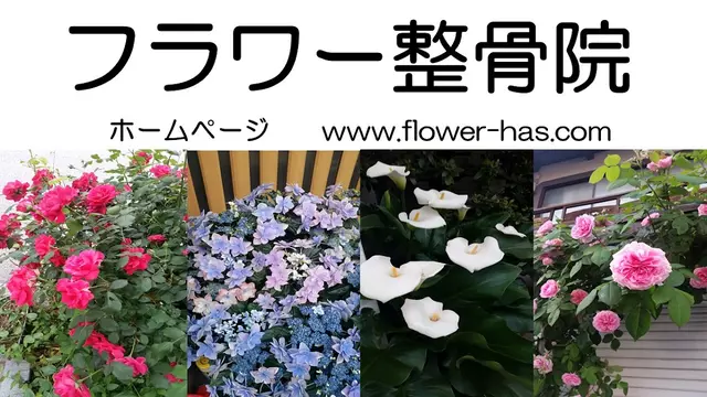 フラワー整骨院