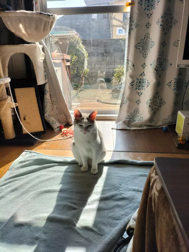 池上整骨院