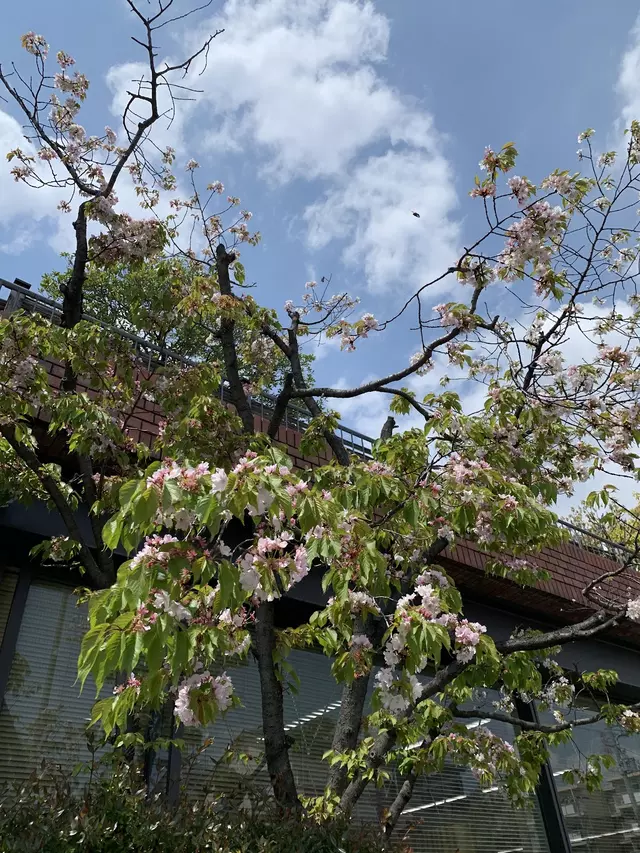 こが鍼灸整骨院
