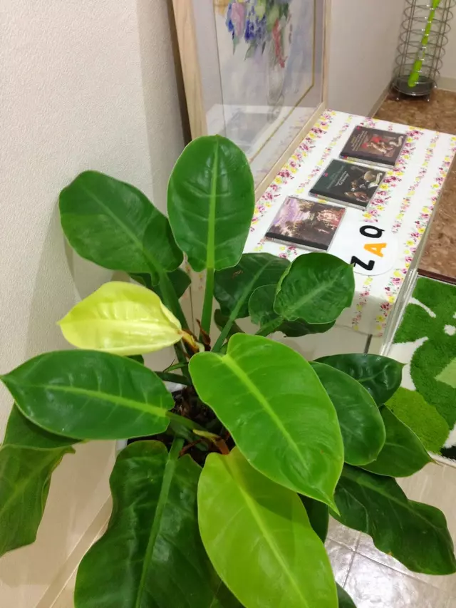 メヌエット鍼灸整骨院