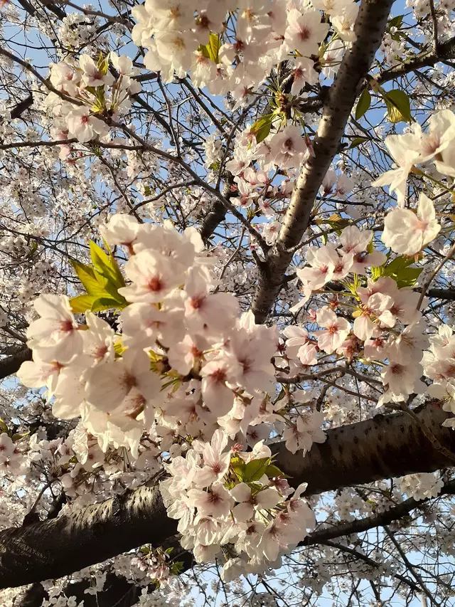 みやざき鍼灸整骨院
