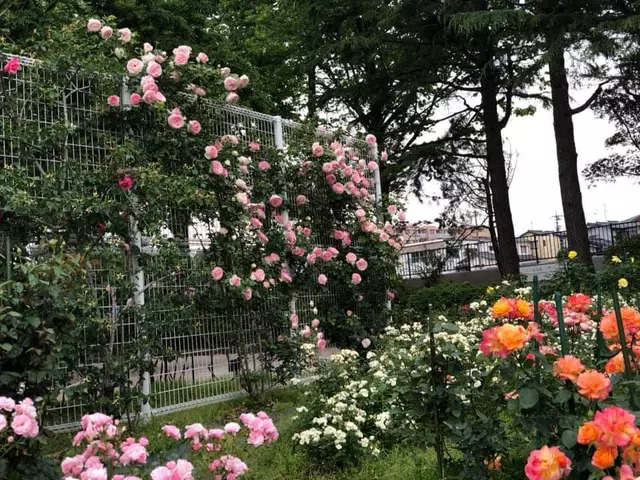 ささき接骨院