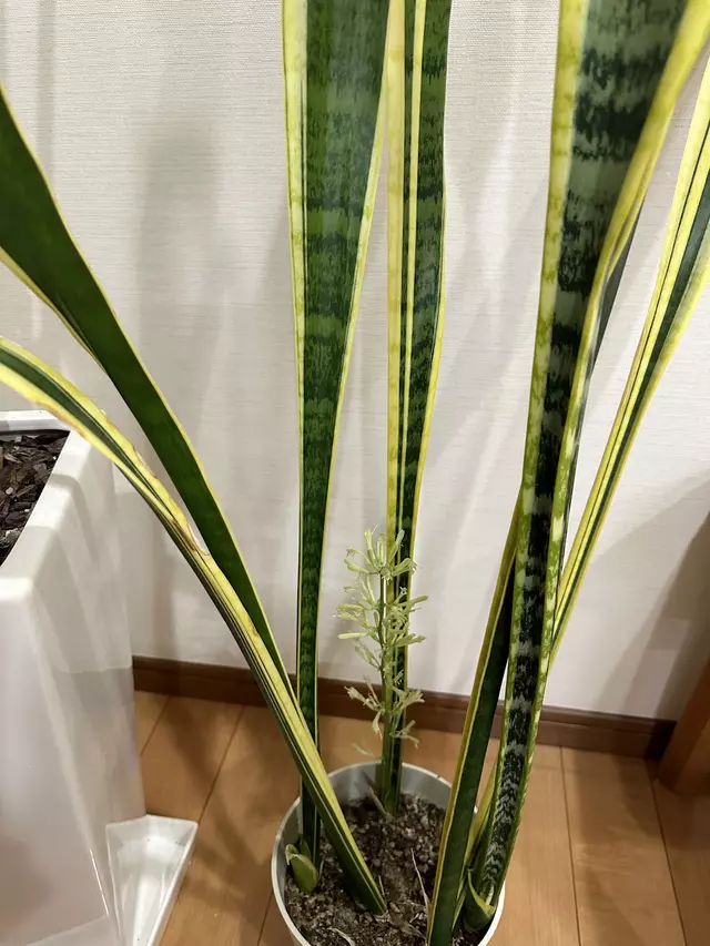 さくら整骨院